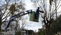 Εργασίες κλαδέματος δέντρων του Δήμου Χανίων: Την Τετάρτη 15 και Πέμπτη 16 Μαΐου 2024