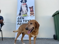 Μεγάλη ανταπόκριση στην τριήμερη φιλοζωική δράση του Δήμου Χανίων για ευάλωτες κοινωνικές ομάδες – Περισσότερα από 100 ζώα συντροφιάς στειρώθηκαν και σημάνθηκαν